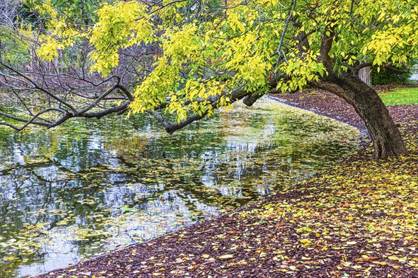 Deciduous tree with autumnal colours leaning over a pond, Stadtpark, Parkring, Vienna, Austria,