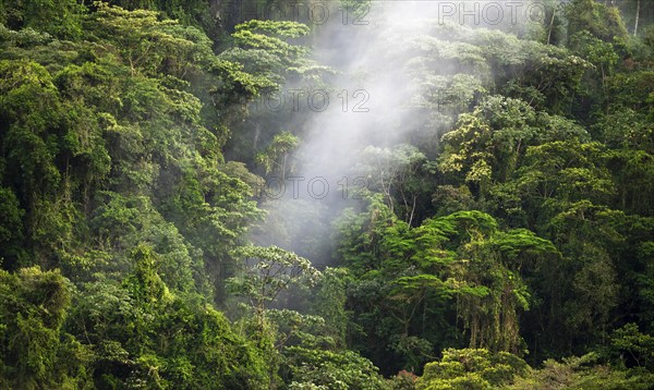 Fog drifts through the rainforest, treetops in the dense forest, mountain rainforest, Alajuela