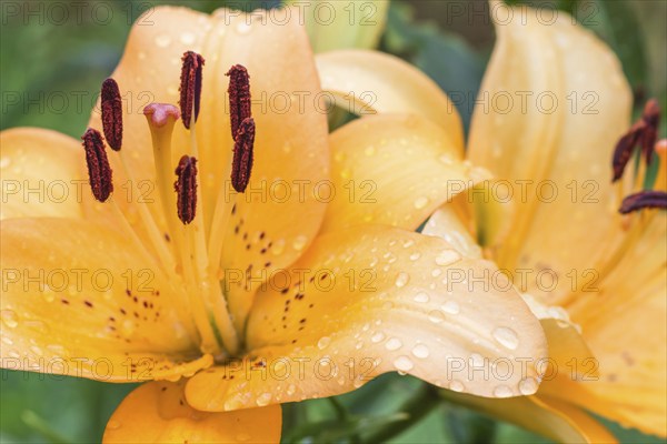 Colorful orange lily in a botanical garden