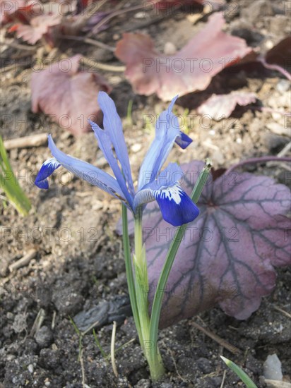 Iris blooming in the botanical garden in spring