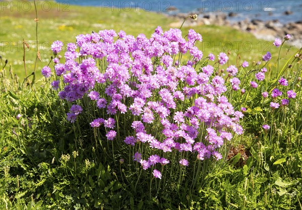 sea thrift (Armeria maritima), in flower, Lowland Point, Lizard Peninsula, Cornwall, England, UK