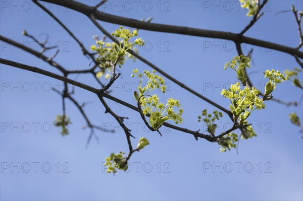 A blossoming tree in Spreebogenpark in Berlin, 28/03/2024