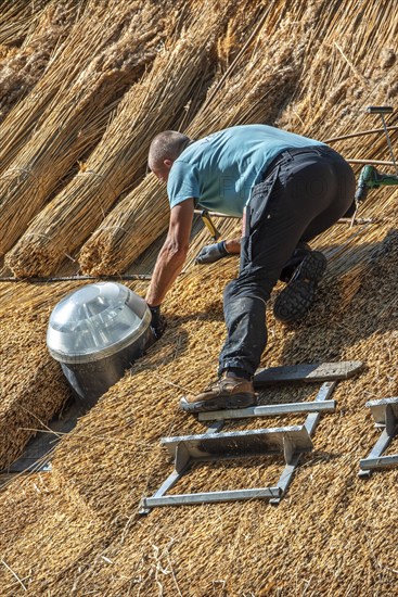 Thatch works by thatcher on thatched roof showing yelms, bundles of water reed used as roofing