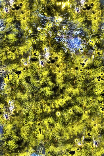 Fir tree, Christmas tree surreal, Christmas motif, Christmas, Christmas festival, Advent season,