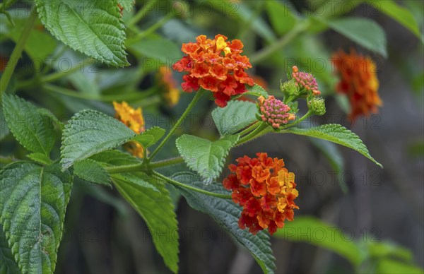 Lantana, North Rhine-Westphalia, Germany, Europe