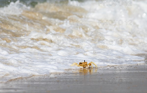 Horn-eyed Ghost crab (Ocypode brevicornis) struggling with the surf at Marari Beach or Strand,