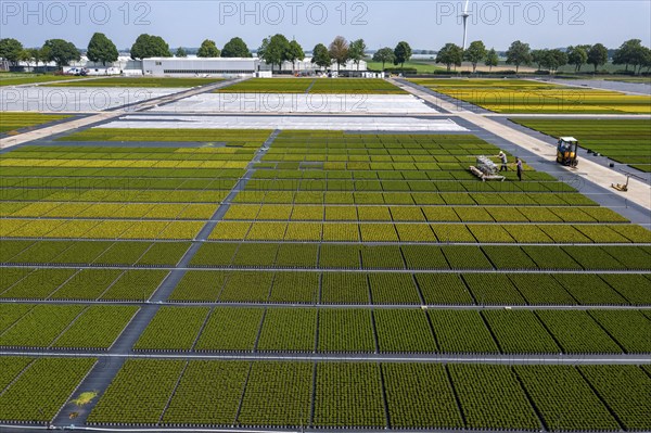 Horticultural business, broom heather plants, in flower pots, outdoors, Calluna vulgaris, are cut
