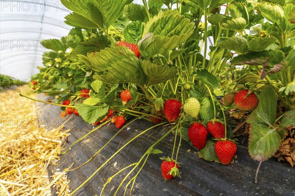Harvest of strawberries, strawberry cultivation in the open, under a foil tunnel, young strawberry