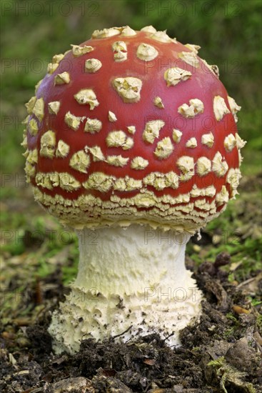 Fly agaric (Amanita muscaria), fruiting body, North Rhine-Westphalia, Germany, Europe