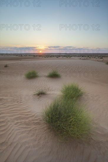 Sand dunes at sunset, Wahiba Sands desert, Sharqiya sand, Oman, Asia