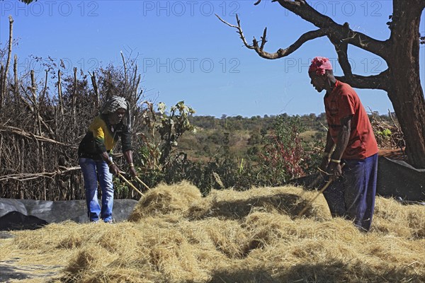 South Ethiopia, the Benna people, in a Benna village, farmers threshing teff, grain, harvesting