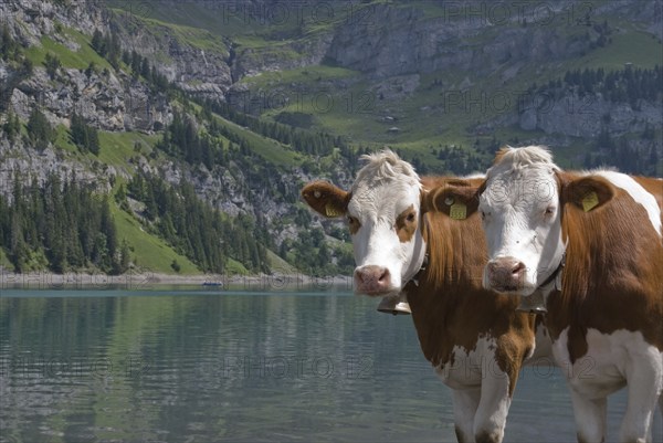 Cattle on the shore of Lake Oeschinen, Bernese Oberland, Switzerland, Europe