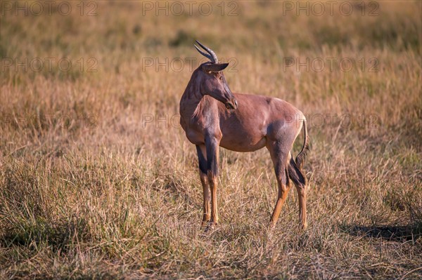 Africa, Botswana, antelope, lyrebird, Botswana, Africa