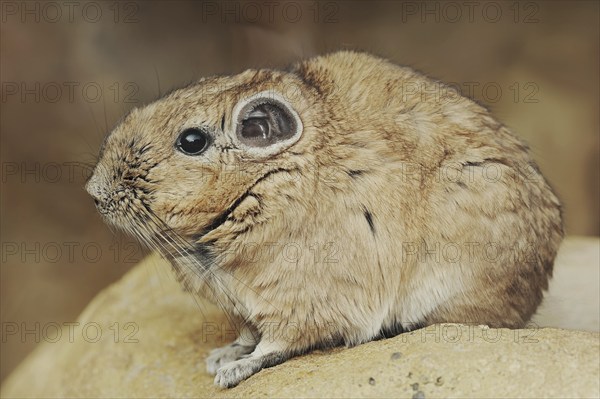 Gundi or common gundi (Ctenodactylus gundi), captive, occurring in North Africa