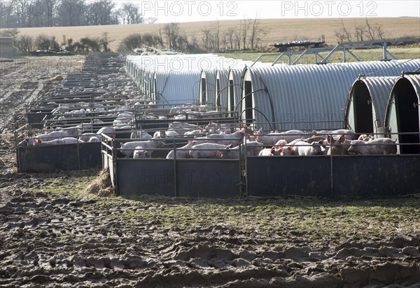 Pig units young pigs in pens and large metal sties. Chillesford, Suffolk, England, UK