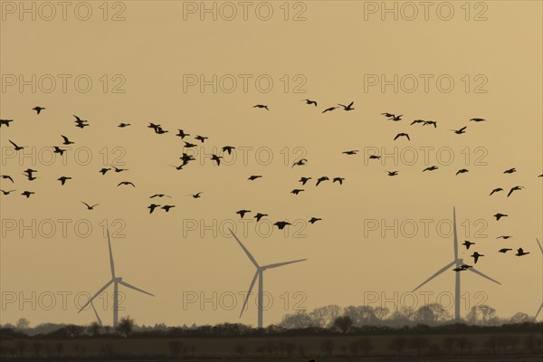 Brent goose (Branta bernicla) adult birds in flight in a flock or skein with wind turbines in the