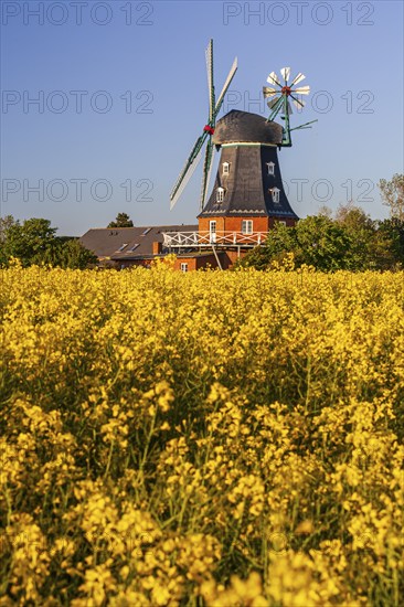 Traditional windmill in the evening light, sunny, idyllic, rape field, North Sea island Föhr,