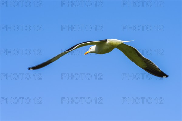 European Herring Gull, Larus argentatus bird in flight