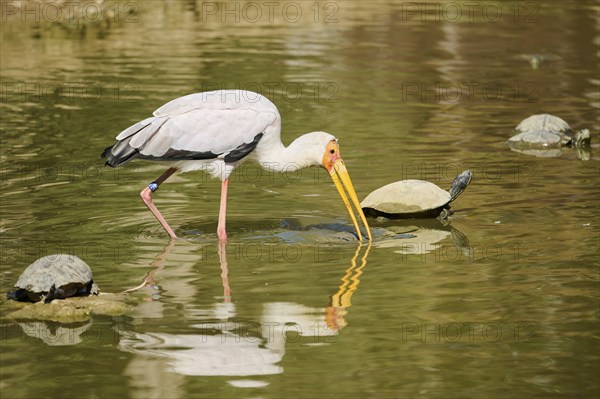 Yellow-bird Stork (Mycteria ibis), in the water, hunting, captive, distribution Africa