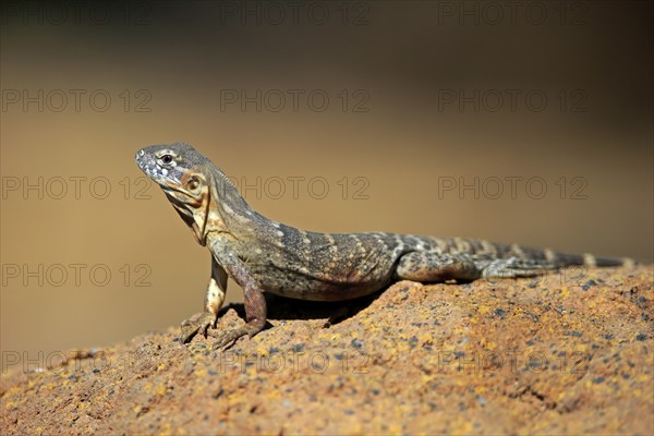 East Mexican Black Iguana, (Ctenosaura acanthura), adult, on rocks, foraging, warming up,
