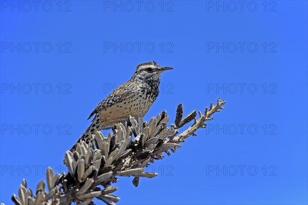 Cactus wren (Campylorhynchus brunneicapillus), adult, on wait, Sonora Desert, Arizona, North