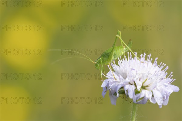 Speckled bush cricket (Leptophyes punctatissima) adult insect resting on a Field scabious flower,