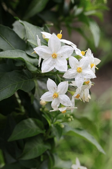 Solanum laxum (Solanum laxum), flowering, flower, Ellerstadt, Germany, Europe