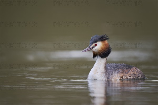 Great Crested Grebe (Podiceps cristatus), Lower Saxony, Germany, Europe