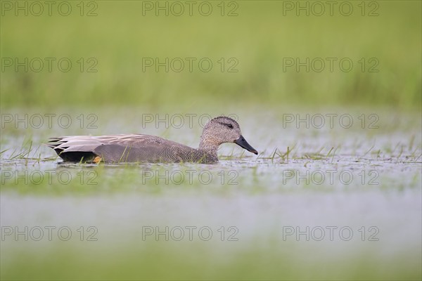 Gadwall (Mareca strepera) male, male Gadwall, Lower Saxony, Germany, Europe