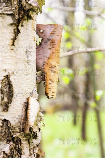 Close up at Birch tree bark on a tree trunk in a deciduous forest at springtime