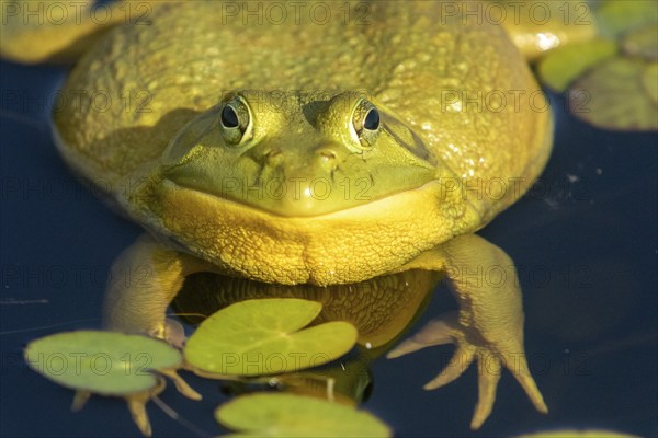 Bull frog. Lithobates catesbeianus, . Bull frog floating on a lake and warming up at the sun. La