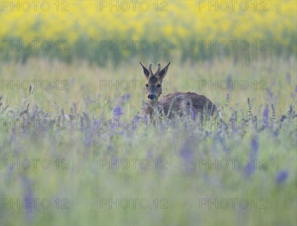 Roe deer (Capreolus capreolus), young roe buck with velvet antlers, velvet antlers standing in a