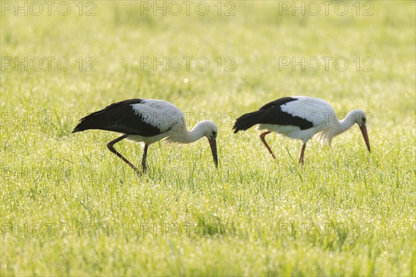 White storks (Ciconia ciconia) foraging in a meadow in the early morning, dew beads on the grass,