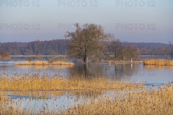 Winter floods, trees and flooded meadows in the floodplains along the river Oder, Groß Neuendorf,