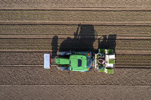 Agriculture, herb gardening, parsley is planted in rows in a field with a planting machine