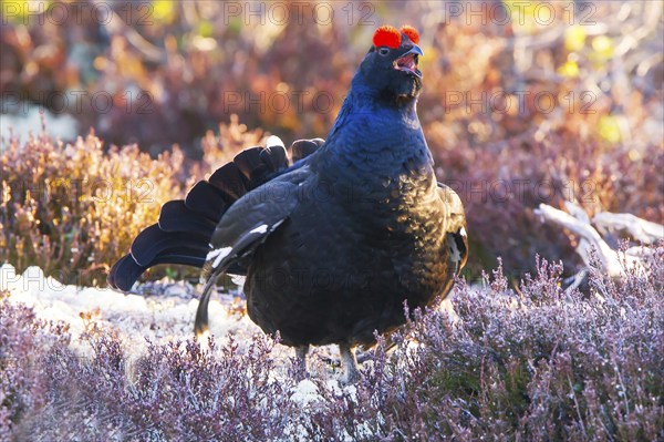 Black grouse, Lyrurus tetrix, Tetrao tetrix, Bavaria, Bavaria, Federal Republic of Germany