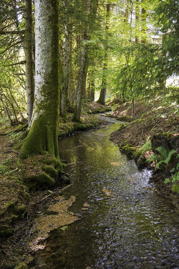 Stream and hiking trail in the forest, Heidenwuhr, Rickenbach, Hotzenwald, Southern Black Forest,