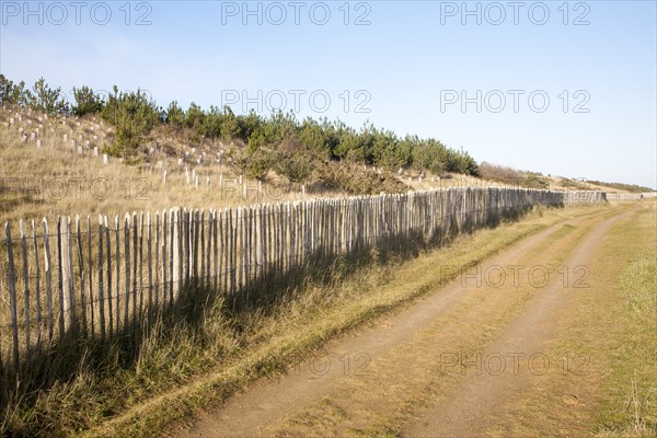Wooden fence of sand dune conservation scheme at Sizewell, Leiston, Suffolk, England, United