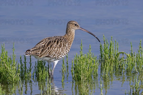 Eurasian curlew, common curlew (Numenius arquata) foraging in shallow water of pond in saltmarsh