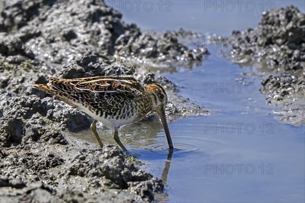 Common snipe (Gallinago gallinago) foraging in shallow water by probing soft mud at mudflat along