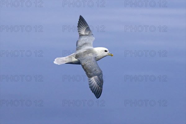Northern fulmar, Arctic fulmar (Fulmarus glacialis) in flight soaring against blue sky along the