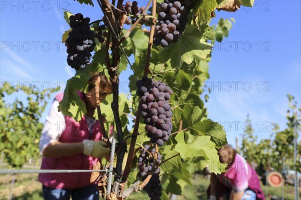 Grape grape harvest: Hand-picking of Pinot Gris grapes in the Palatinate (Norbert Groß winery,