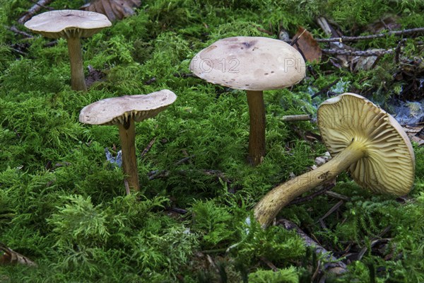 Birch knights (Tricholoma fulvum) stand in dense greenery in the forest, Baden-Württemberg,