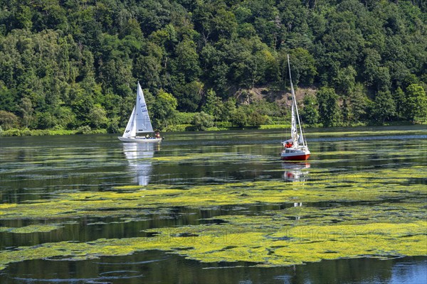 Green carpet of plants on Lake Baldeney in Essen, proliferating aquatic plant Elodea, waterweed, an