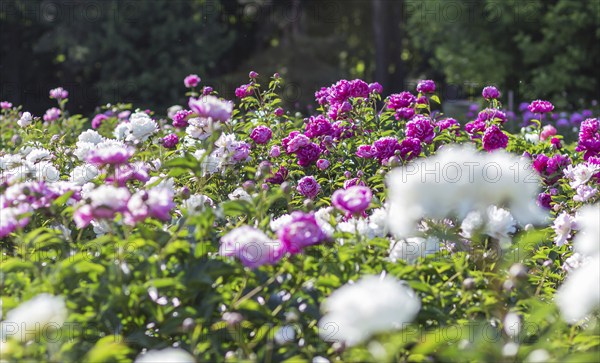 Pink peony flower field in a botanical garden