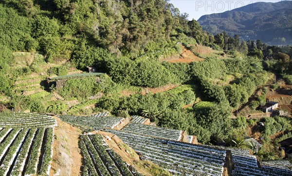 Terraces of vegetable crops near the town of Nuwara Eliya, Central Province, Sri Lanka, Asia