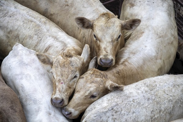 Oklahoma City, Oklahoma, Cattle in a pen awaiting auction at the Oklahoma National Stockyards.