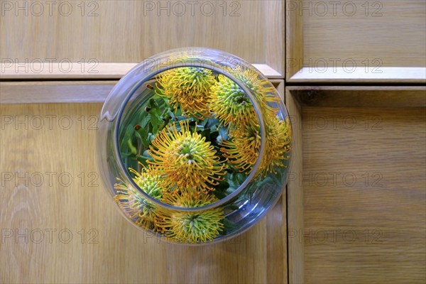 Protea, Oldenburg Wine Estate, Oldenburg Vineyards, Banghoek, Stellenbosch, Western Cape, South