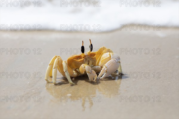 Horn-eyed Ghost crab (Ocypode brevicornis) at Marari Beach or beach, Mararikulam, Alappuzha