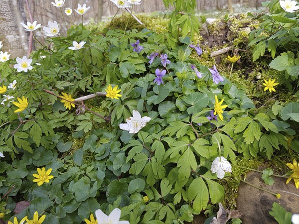 Forest flowers, white wood anemone (Anamone nemorosa) yellow lesser celandine (Ficaria verna)